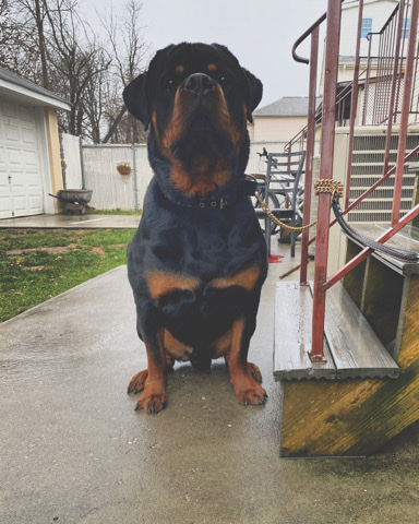 Rottweiler – champion bloodline german rottweiler stud for sale