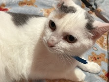 Turkish Van – mom cat – Midland