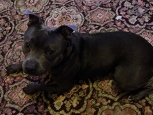 Staffordshire Bull Terrier – blue Staffordshire bull terrier – Crewe
