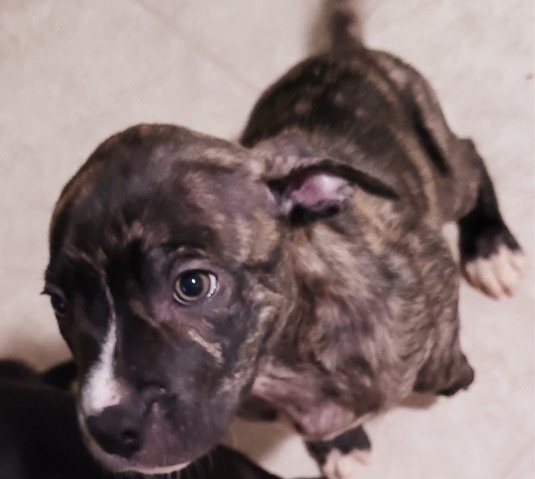 American Staffordshire Terrier – Puppies!