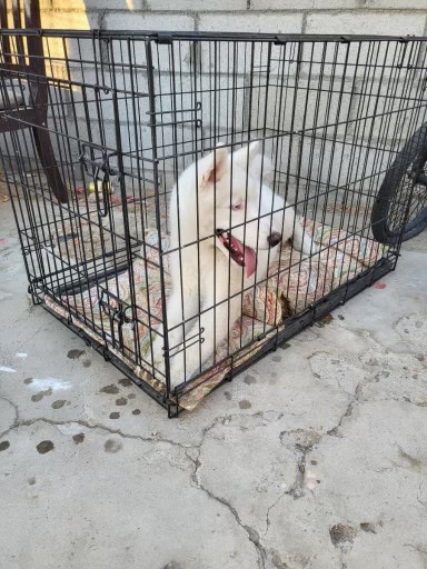 Siberian Husky – 5 month old husky comes with cage