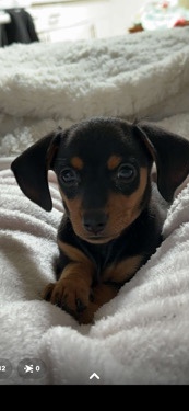 chiweenie puppy for sale