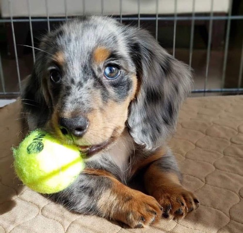 Dachshund – sell
