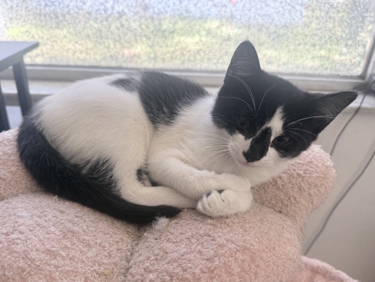 Sweet Kittens available to loving homes – Tampa