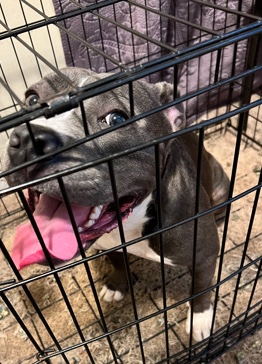 American Pit Bull Terrier – Female Blue Nose Pitbull FOR SALE