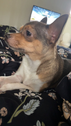 Chihuahua – Coco