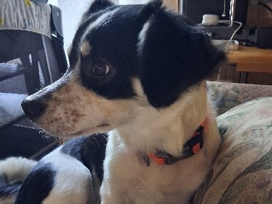 Mixed Breed – dog for rehoming – Trenton