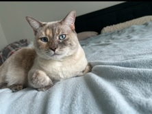 Nala The Empathetic Cat – Reno