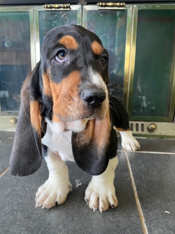 Bassett hounds for sale