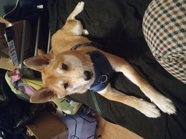 Shiba Inu – Shiba Inu 6 month old puppy