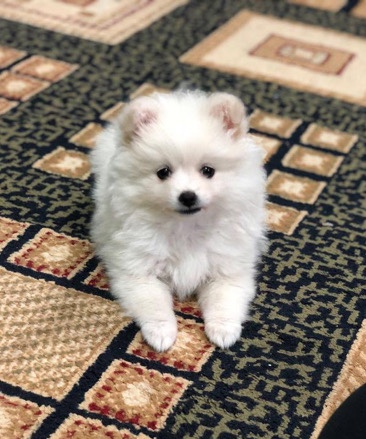 Pomeranian – 2 months old pure Pomeranian