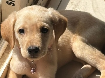 Labrador Retriever – American Labrador Retriever – Bengaluru
