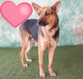 German Shepherd – German Shepherd needing home