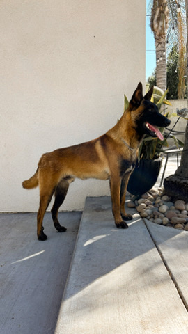 Belgian Shepherd Dog (Malinois) – Belgian Malinois Puppy