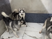 Pomsky – pomsky for sale – 阿治曼