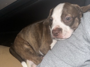Beagle – Beagle Puppy