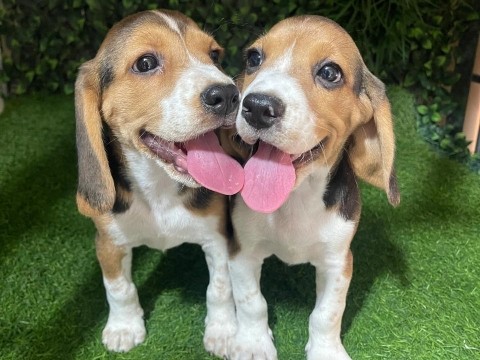 Beagle Male and Female Puppy Available 