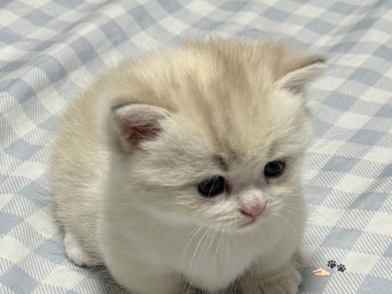 Persian (Modern) – persian cat full trained – Ahmedabad
