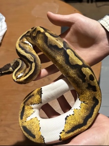 Loki