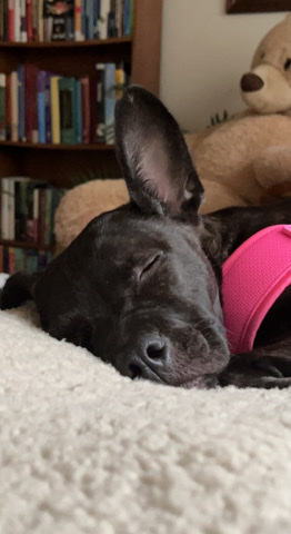 American Staffordshire Terrier – looking to rehome