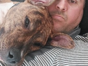 Zelda - Mixed Breed Staffordshire Bull Terrier Puppy  