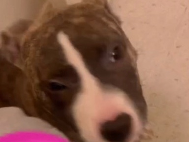 American Pit Bull Terrier - BLUE NOSE PITBULL  available for adoption in Chicago