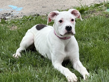Mixed Breed – Friendly 5-Month-Old Mixed Breed Puppy in Catlin – Catlin