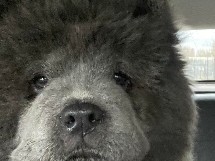 stunning chow chow puppies