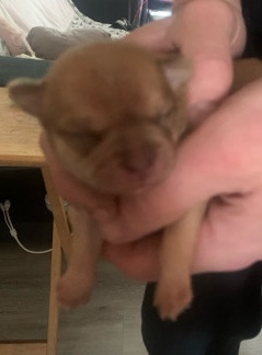 Chihuahua – new born shi chi for sale