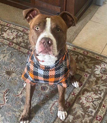 American Pit Bull Terrier – Gambit 2 year old pit mix