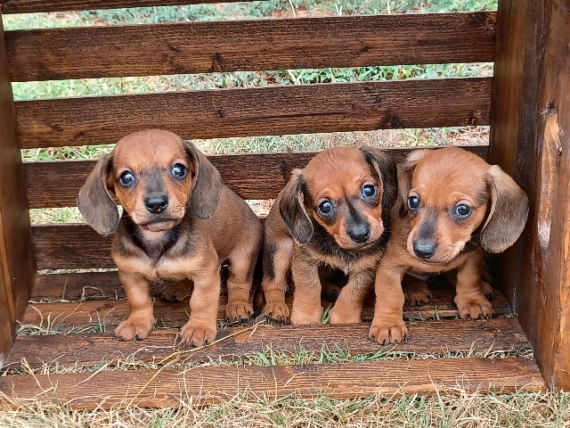 mini daschund