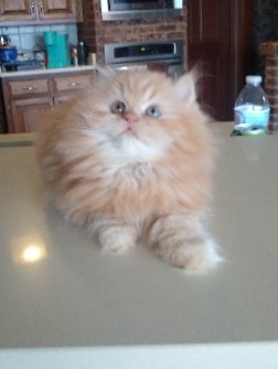 Persian (Modern) – red tabby babydoll Persian