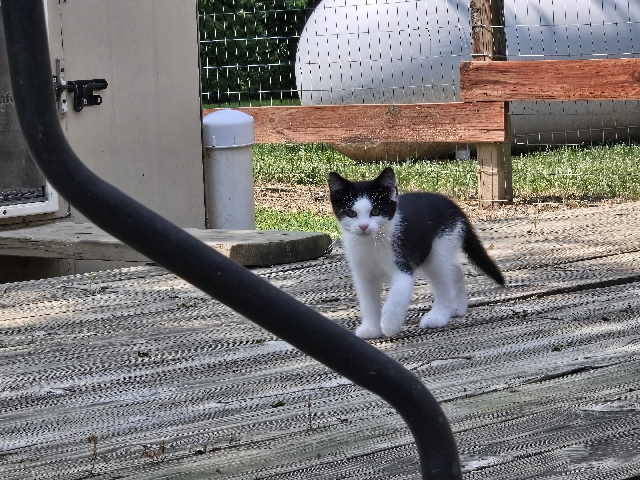 Free to good home 4 kittens – Sturgeon