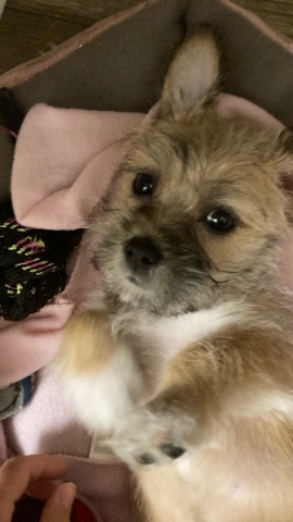Border Terrier – I an Dior and I need a loving home