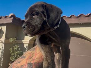 Cane Corso – cane corso AKC ICCF