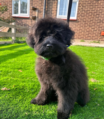 Shih Tzu – Shihpoo