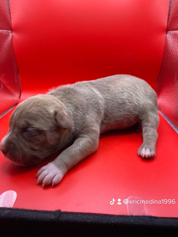 American Pit Bull Terrier – American bully puppies