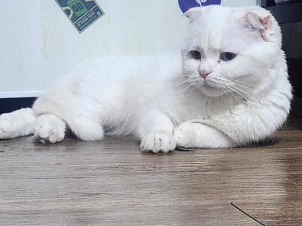 Scottish Fold – Friendly Scottish Fold Cat for Rehoming – 2.5 Years Old in Cheongju – 청주시