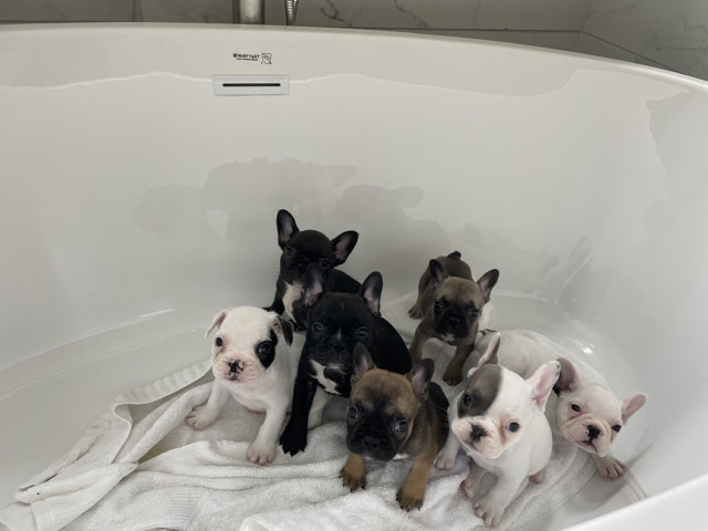 French Bulldog – 🐶 Adorable 7-Week-Old French Bulldog Puppies – Ready for Their Forever Homes! – Riverdale