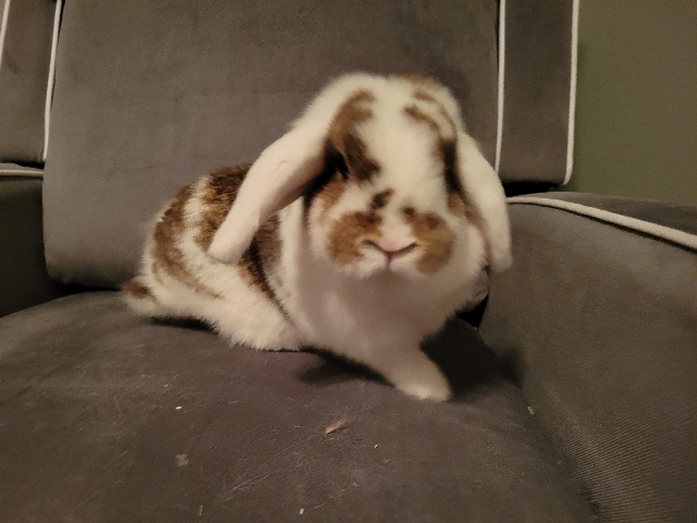 Holland Lop – Free Holland Lop Bunnies