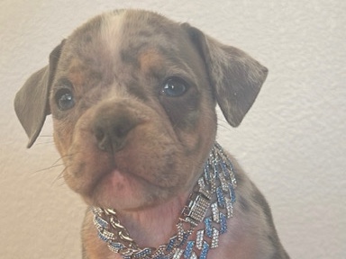 American Bulldog - bully pup looking for loving home  available for adoption in Las Vegas