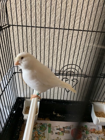 canaries