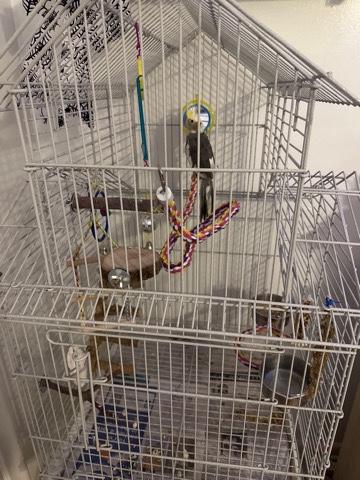 16 week cockatiel with cage and EVERYTHING 