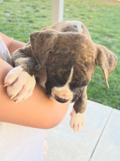Boxer – Boxer Pups Pure no Papers