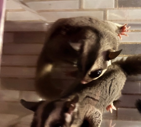 2 Sugar Gliders