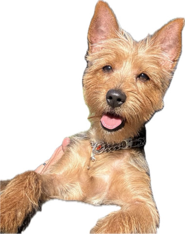 Yorkshire Terrier – Affectionate emotional support Yorkie