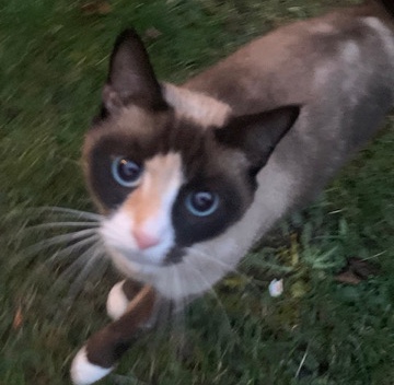 Beautiful Snowshoe Needing Rehome