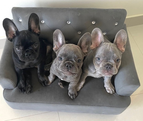 French Bulldog – Puppy French Bulldog Male
