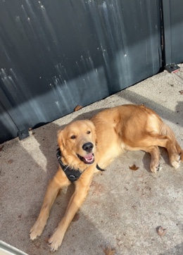 Golden Retriever – Rehome