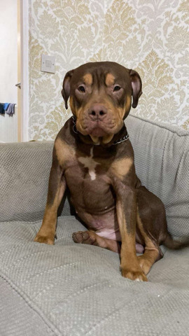 American Bulldog – XL Bully